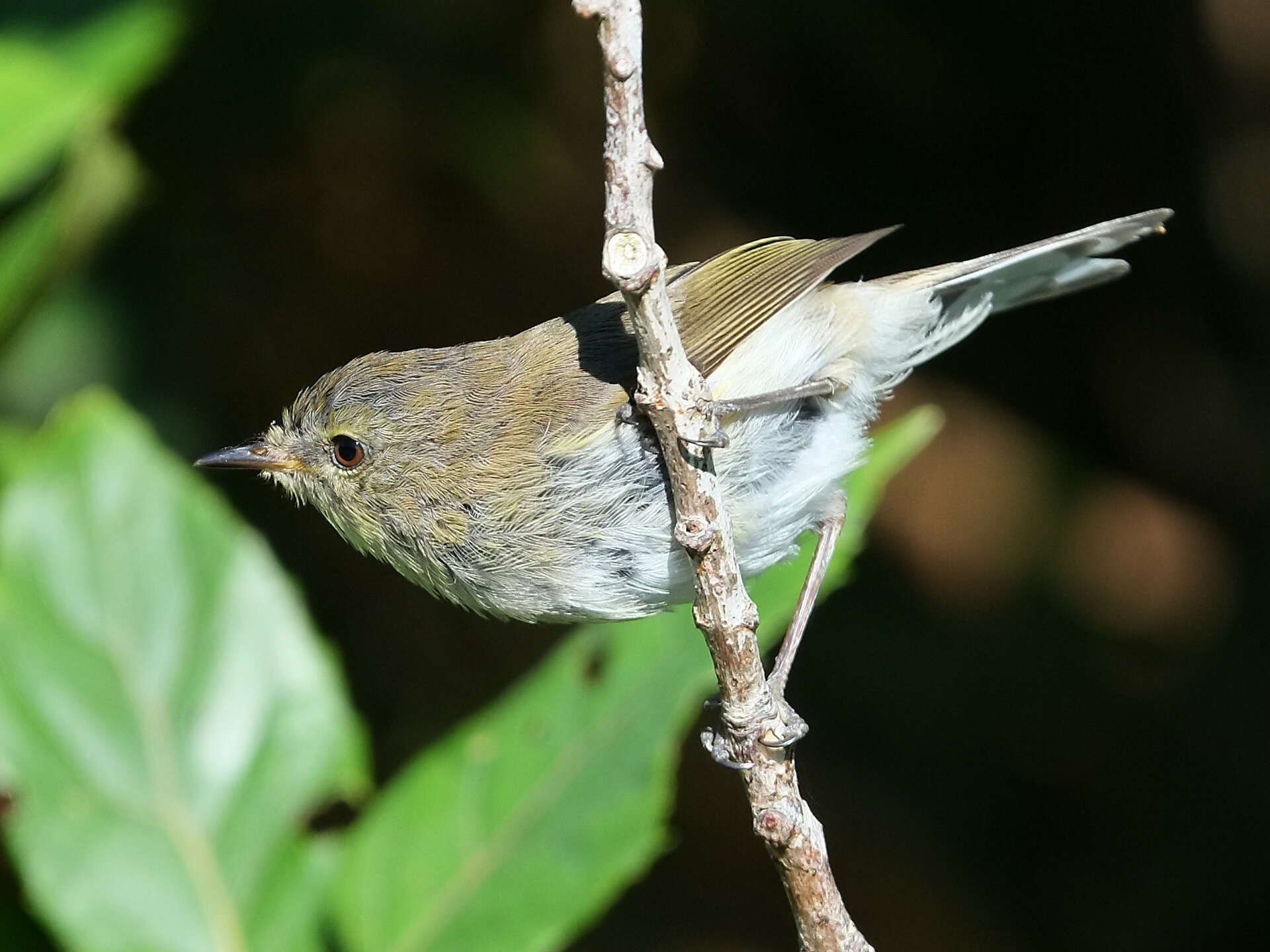 Image of Grey Gerygone