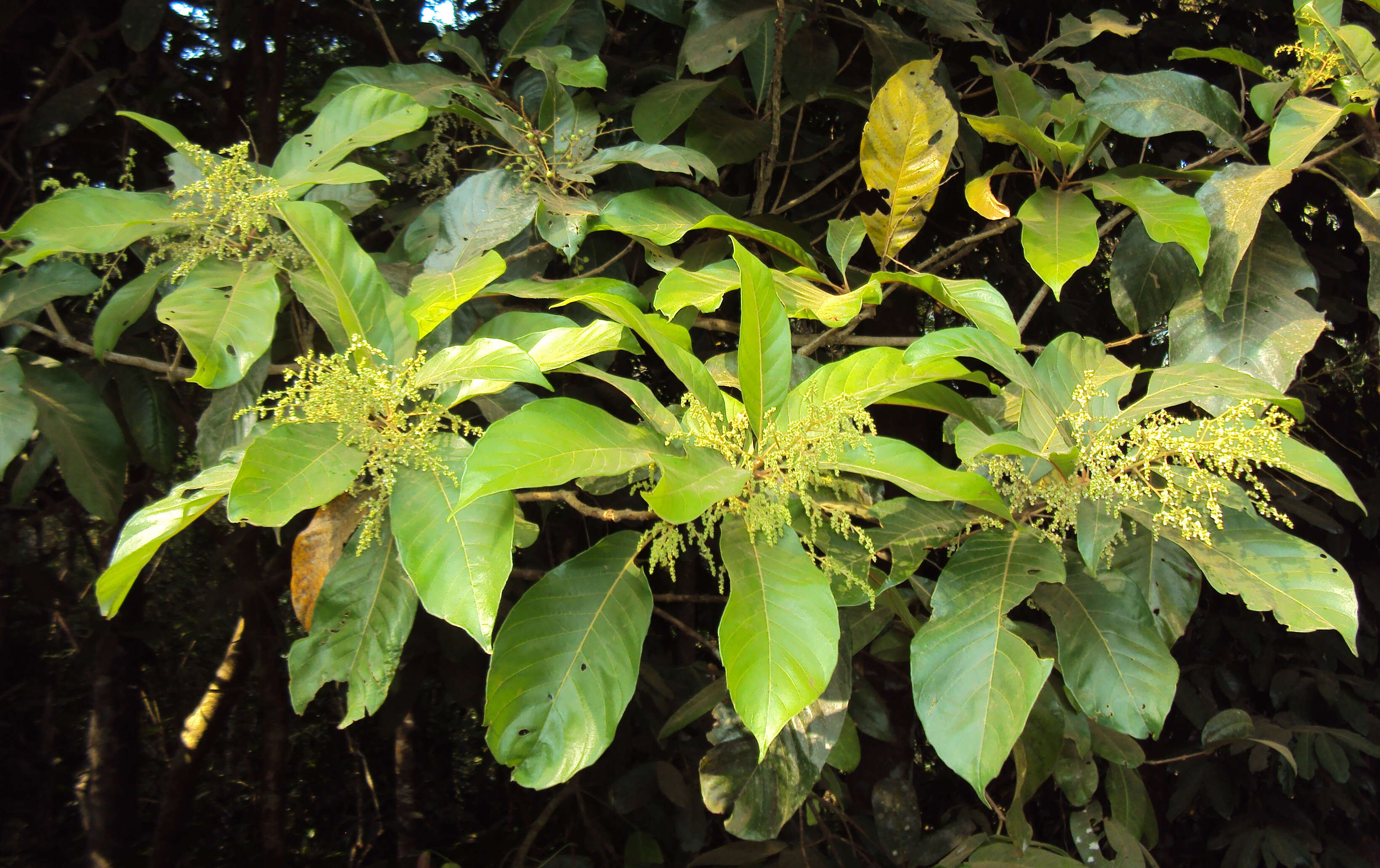 Image of Meliosma simplicifolia (Roxb.) Walp.