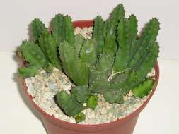 Image of Huernia