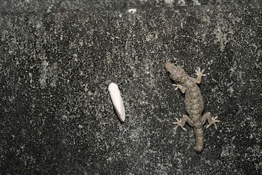 Image of Oriental Leaf-toed Gecko