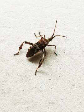 Image of Pine Seed Bug