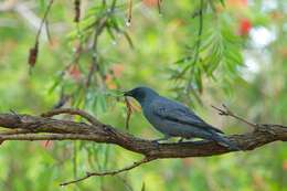 Image of Black-faced Cuckoo-shrike