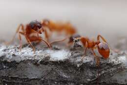 Image of Fire Ants and Thief Ants