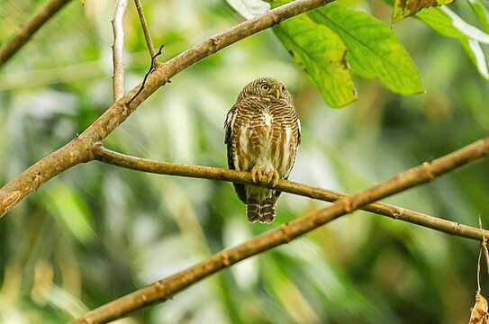 Image of Asian Barred Owlet