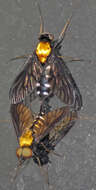 Image of Golden-backed Snipe Fly