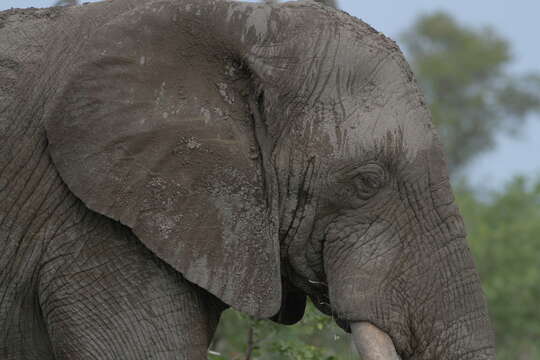 Image of African bush elephant