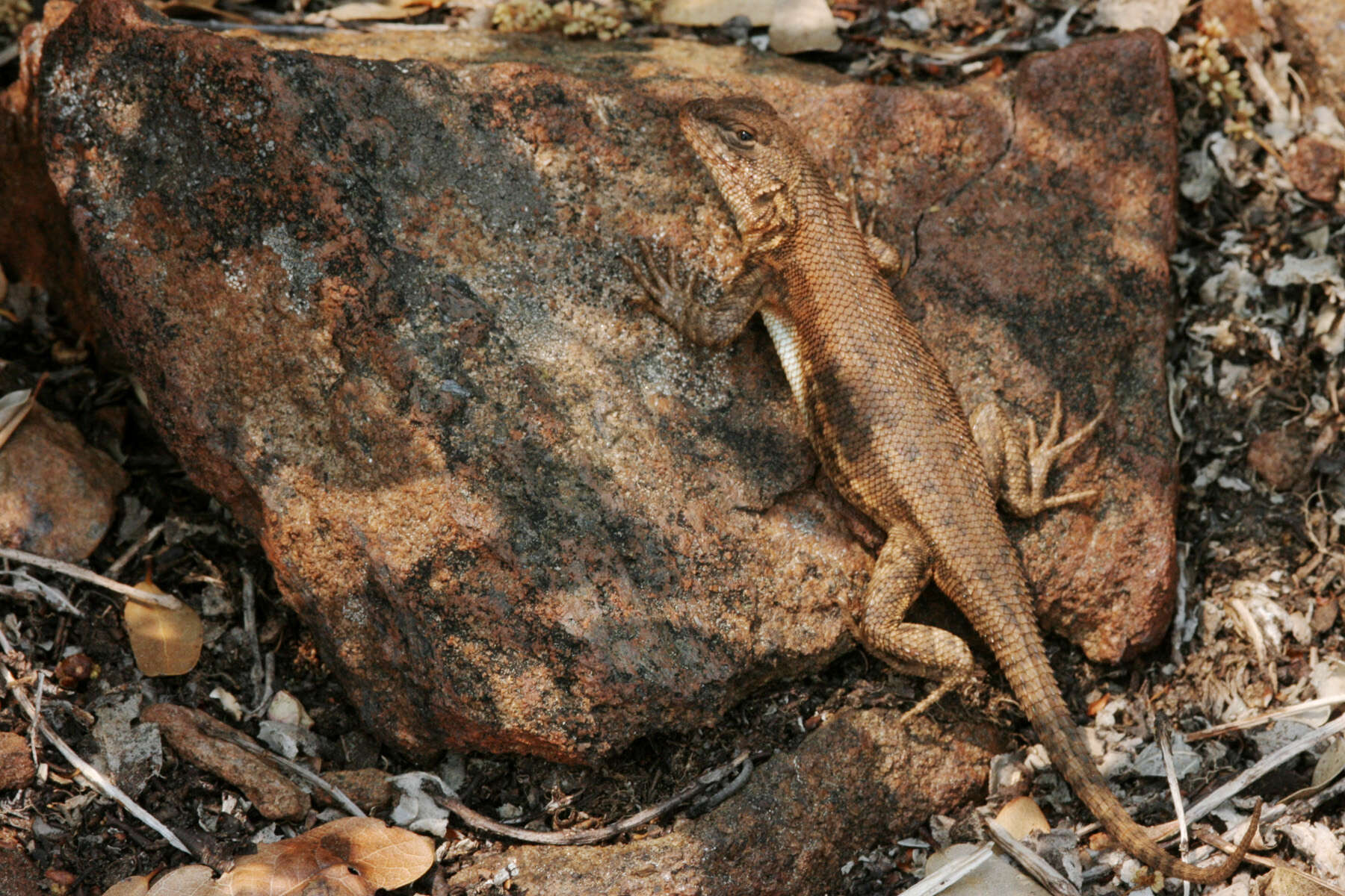 Image of Common Sagebrush Lizard