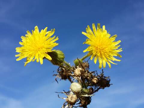 Image of marsh sow-thistle