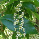 صورة Prunus brachybotrya Zucc.