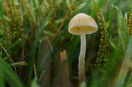 Image of Galerina graminea (Velen.) Kühner 1935