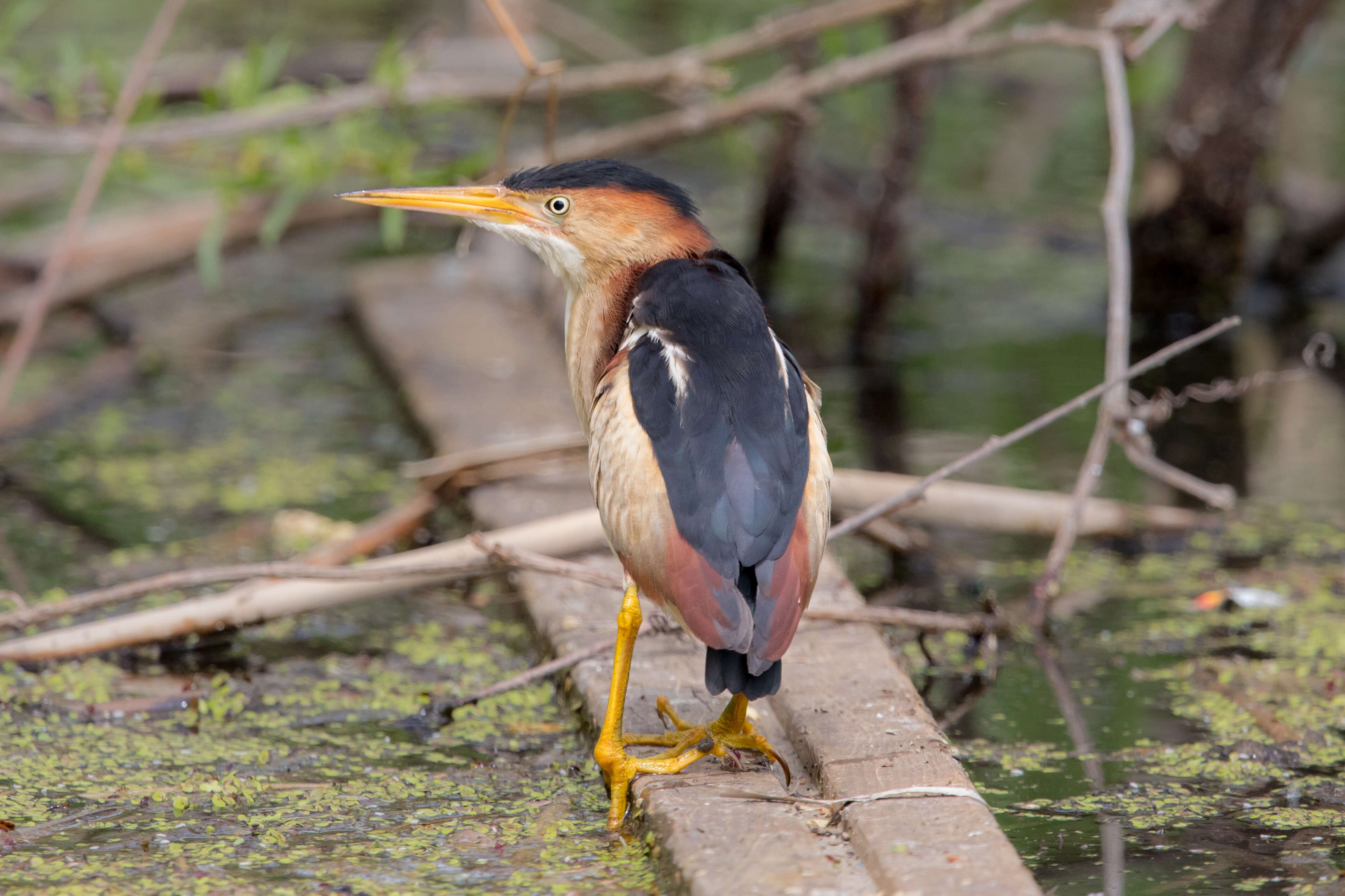 Image of Least Bittern