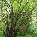 Image of Prunus yunnanensis Franch.