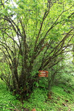 Imagem de Prunus yunnanensis Franch.