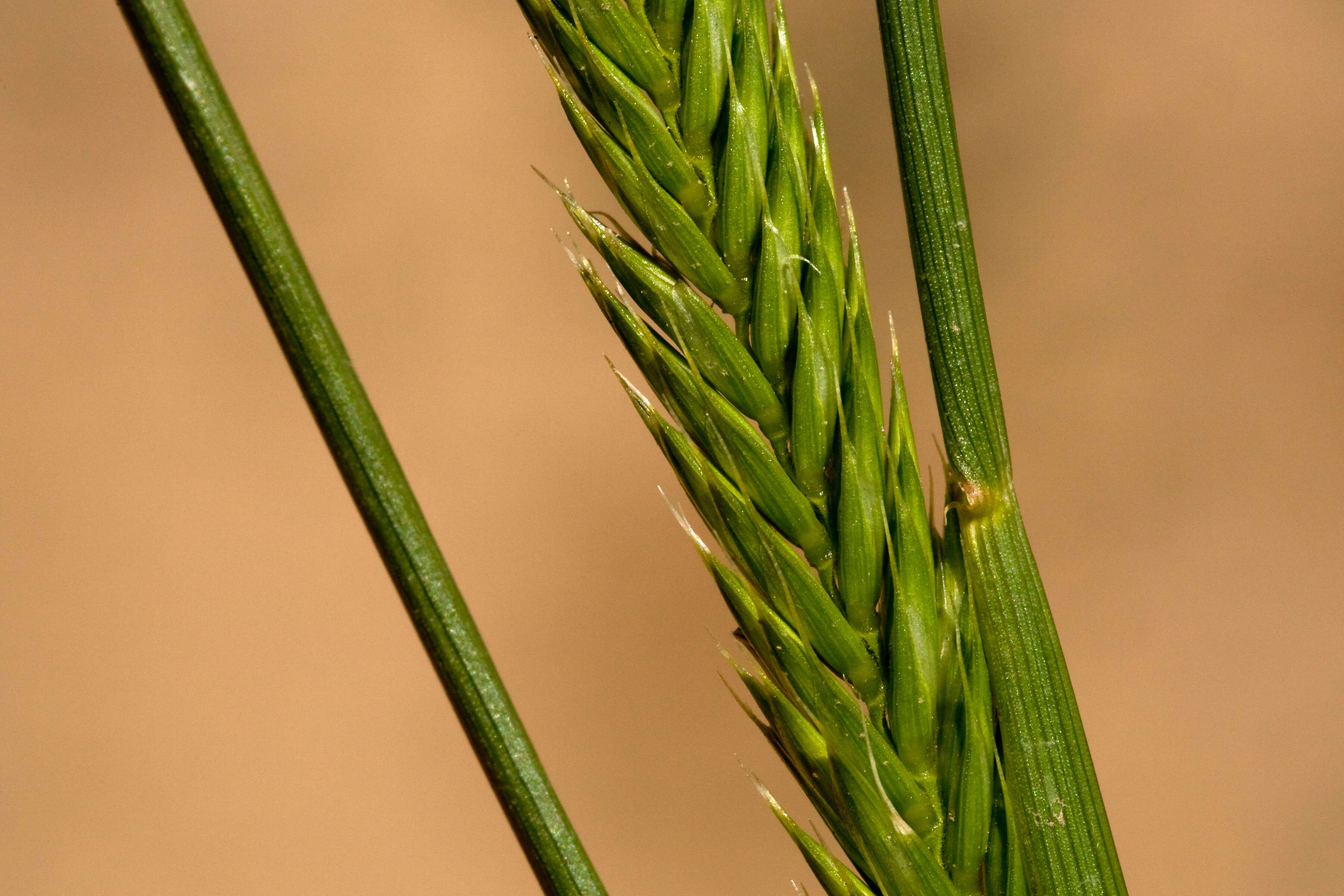 Image of wheatgrass