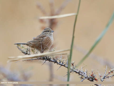 Image of European Rock Bunting