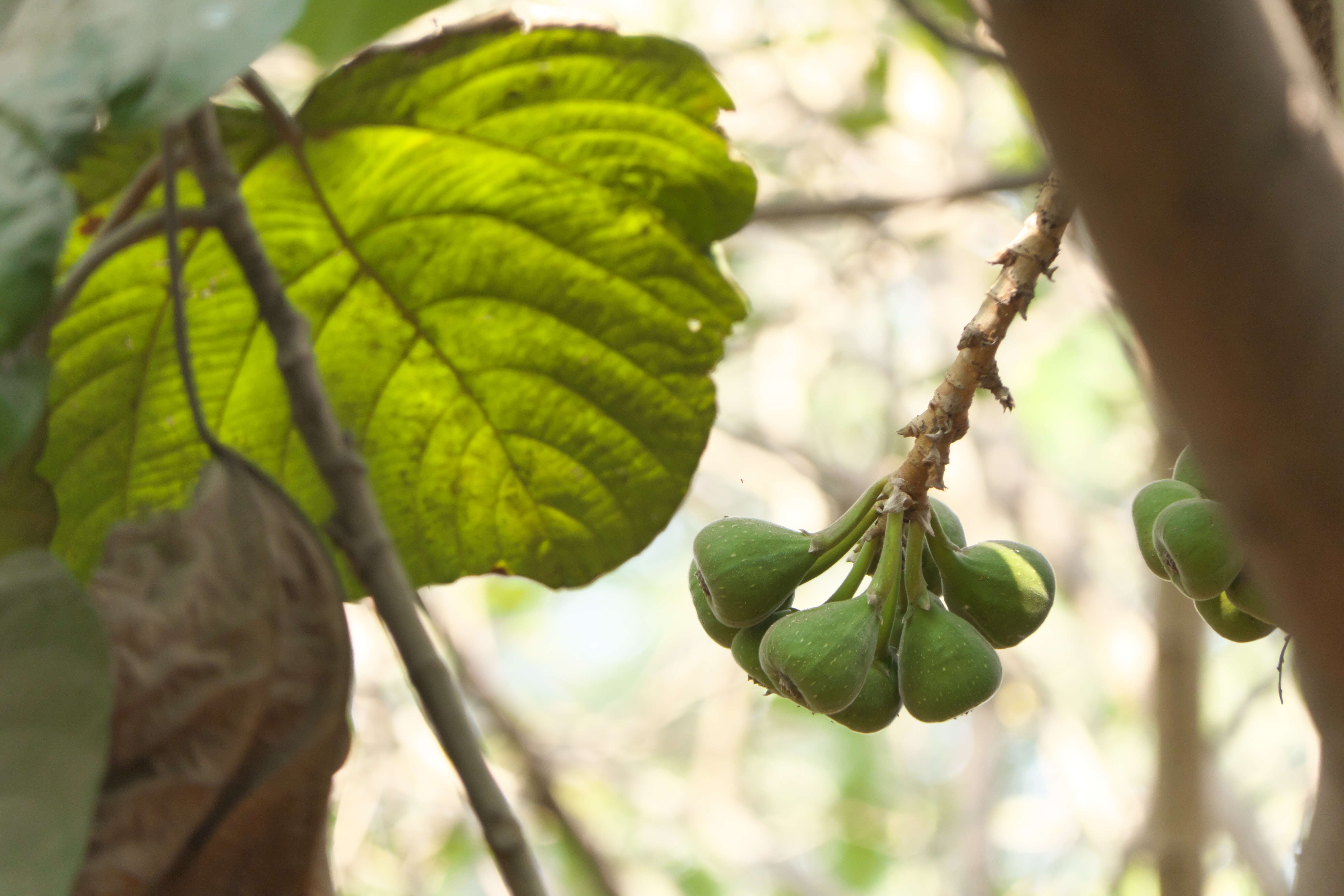 Image of Roxburgh fig