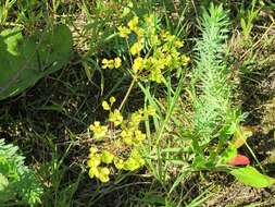 Image of Cypress Spurge