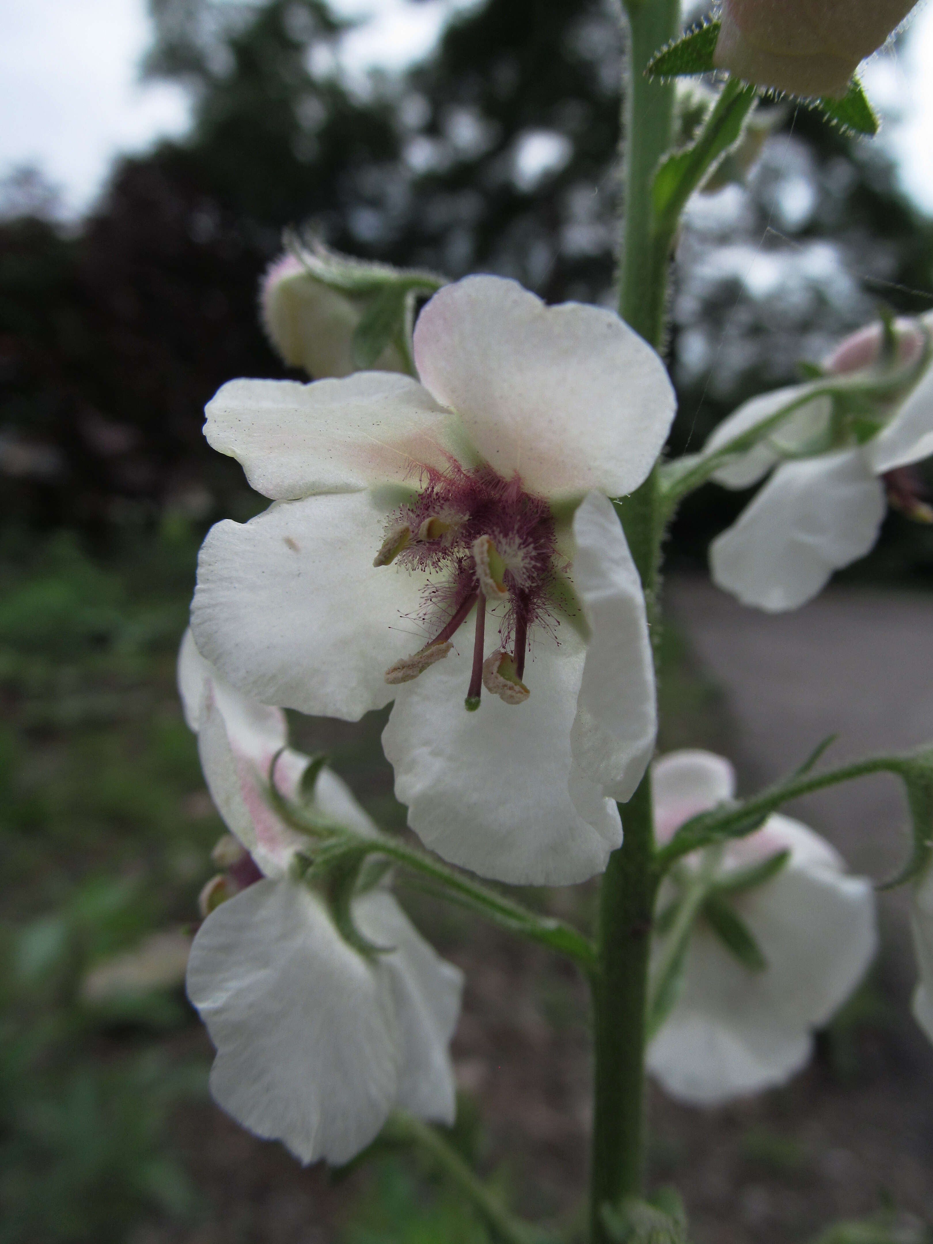 Imagem de Verbascum blattaria L.