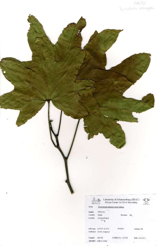 Image of African Maple