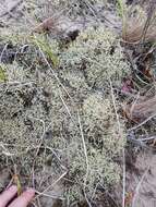 Image of Thorn cladonia