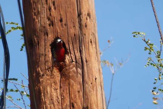 Image of Puerto Rican Woodpecker