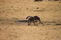 Image of Lesser Rhea