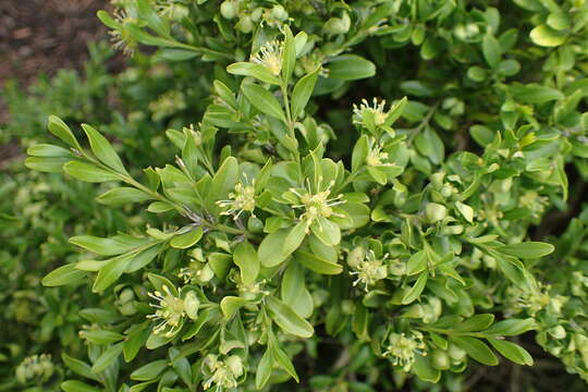 Image of Boxwood