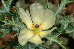 Image of pale Mexican pricklypoppy