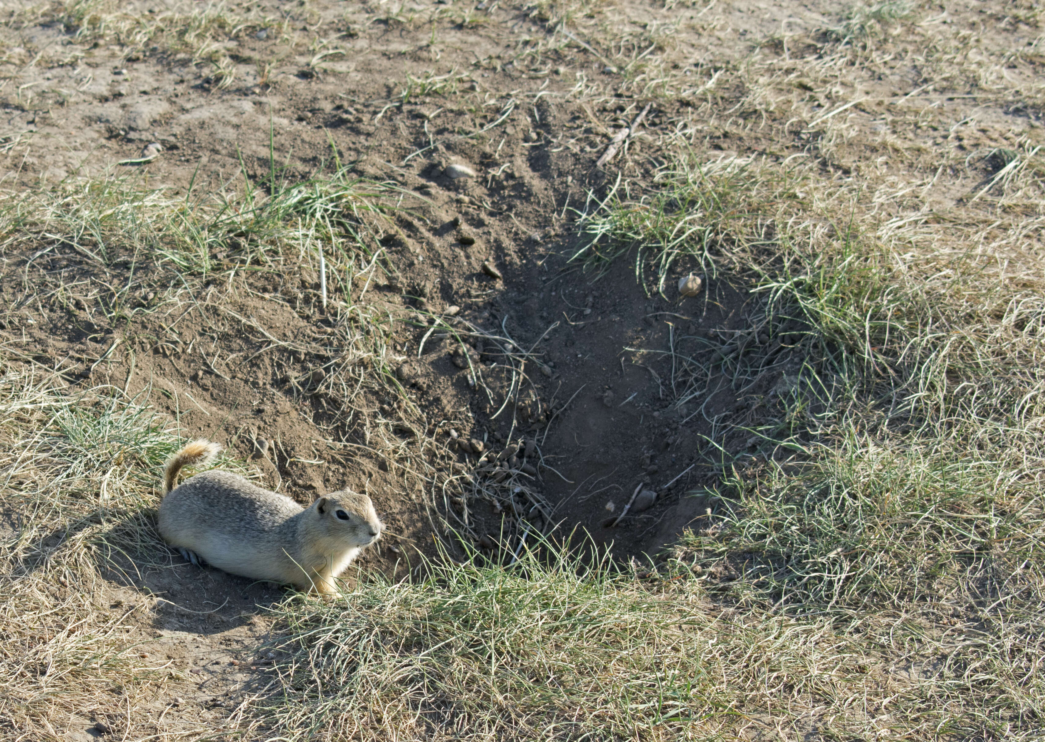 Image of Richardson's ground squirrel