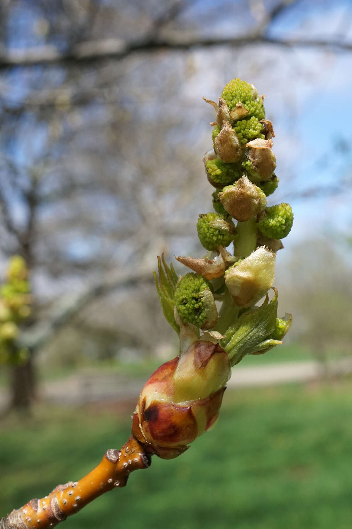 Image of American Sweetgum