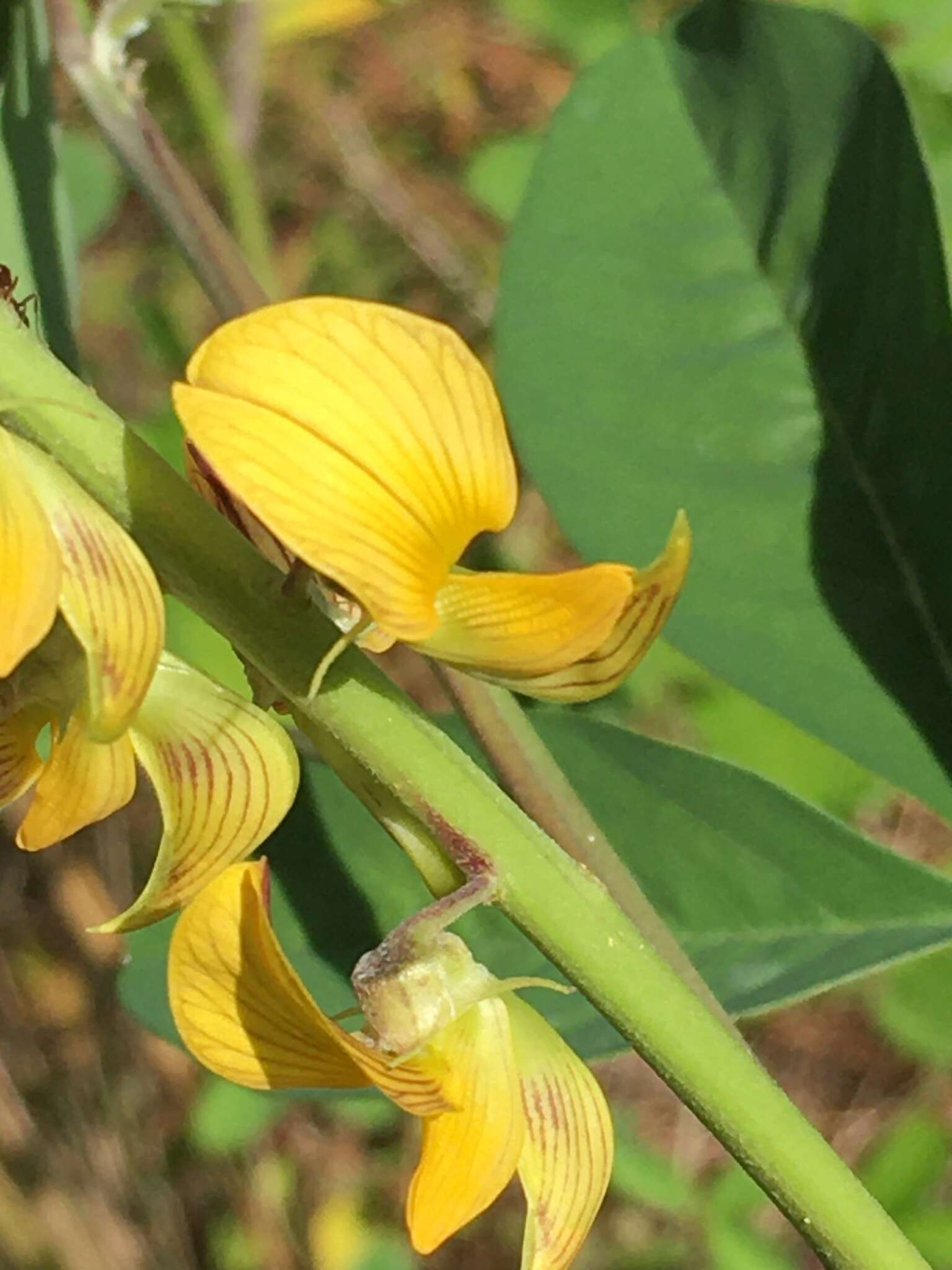 Image of smooth rattlebox