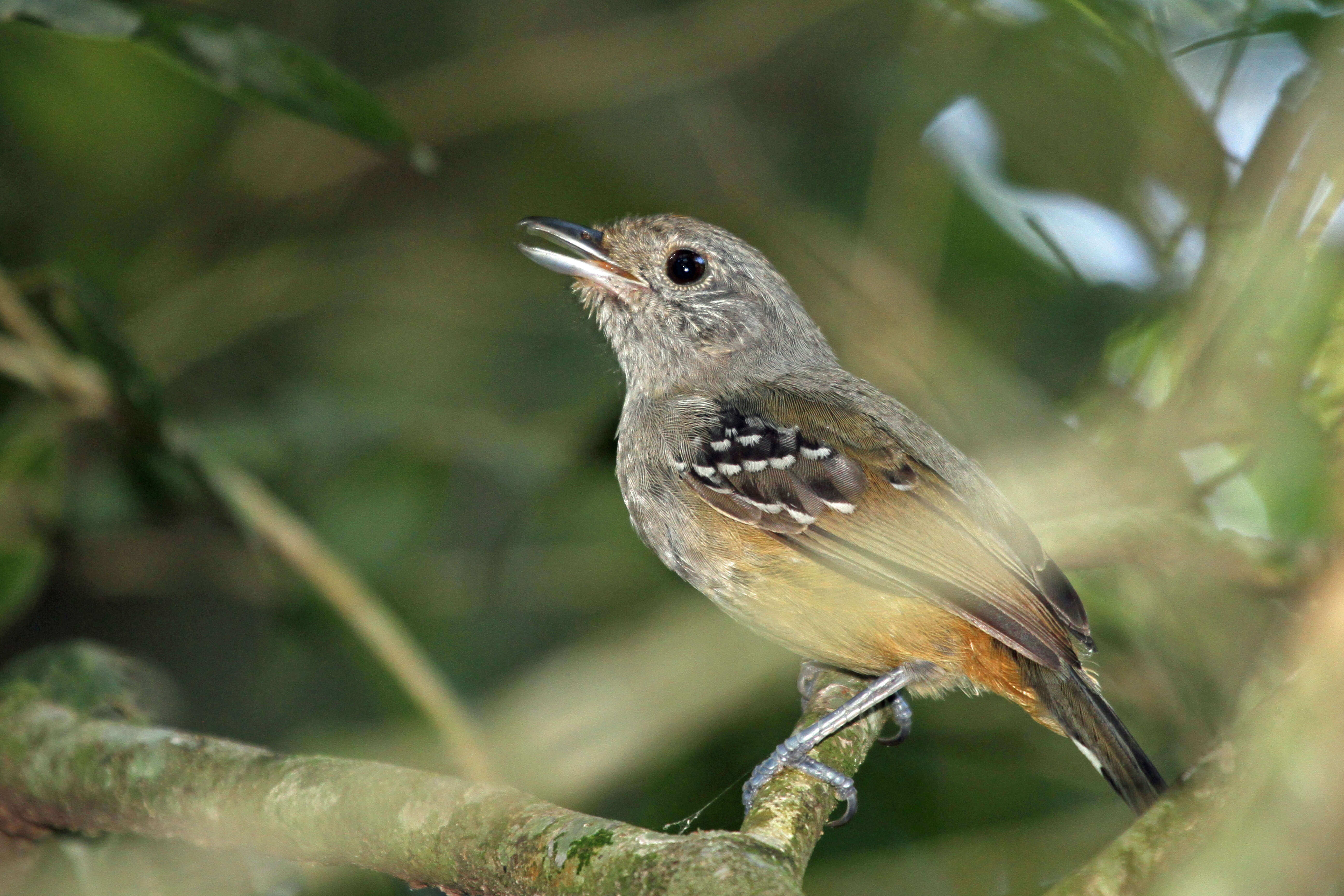 Image of Variable Antshrike