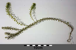 Image of western waterweed