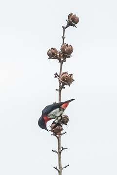 Image of Mistletoebird