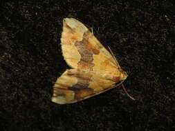 Image of barred yellow