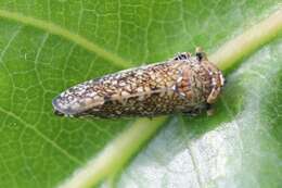 Image of Japanese Leafhopper