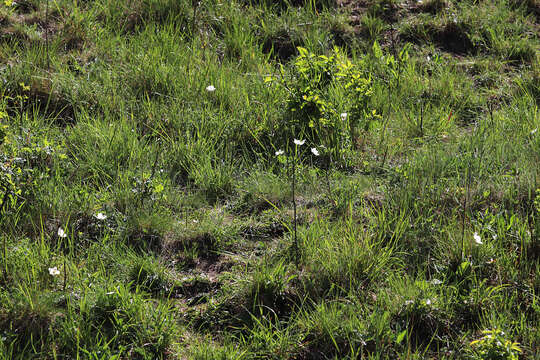 Image of Snowdrop Anemone