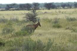 Image of Hartebeest