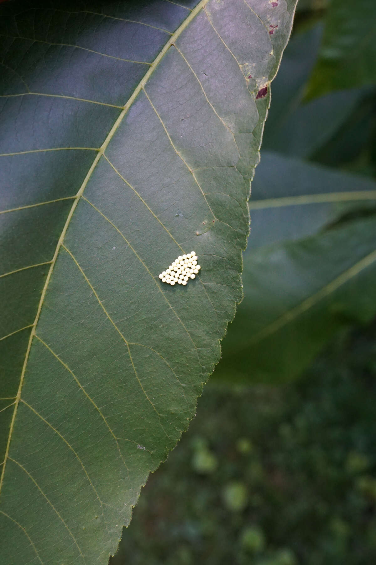 Image of shellbark hickory