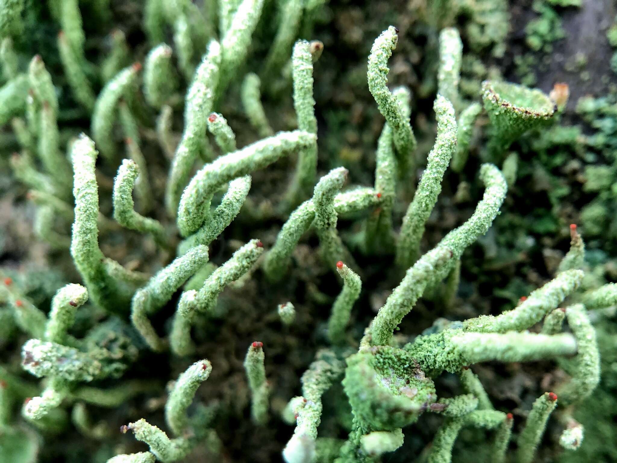 Image of Cladonia macilenta