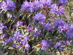 Image de Rhododendron augustinii Hemsl.