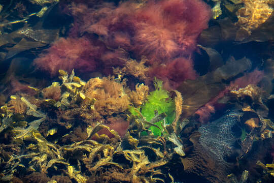 Image of toothed wrack