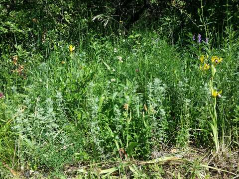 Image of Roman wormwood