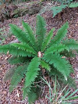 Image of Common Crape Fern