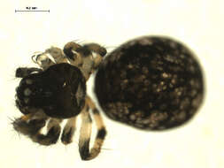 Image of Theridiosoma gemmosum (L. Koch 1877)