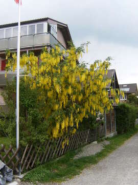 Image of Goldenchain Tree