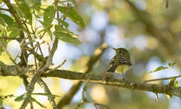 Image of Yellow-bellied Flycatcher