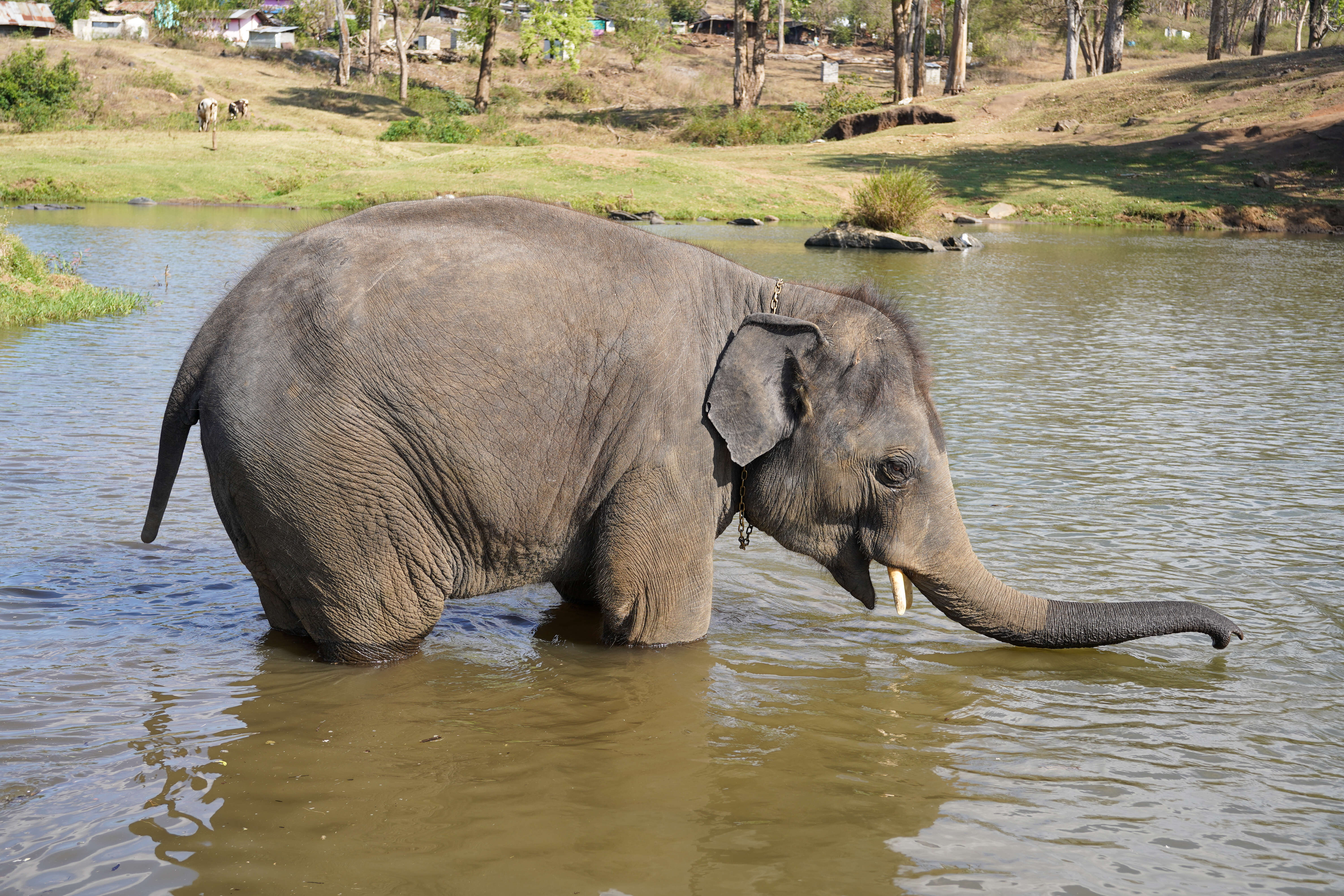 Image of Indian elephant