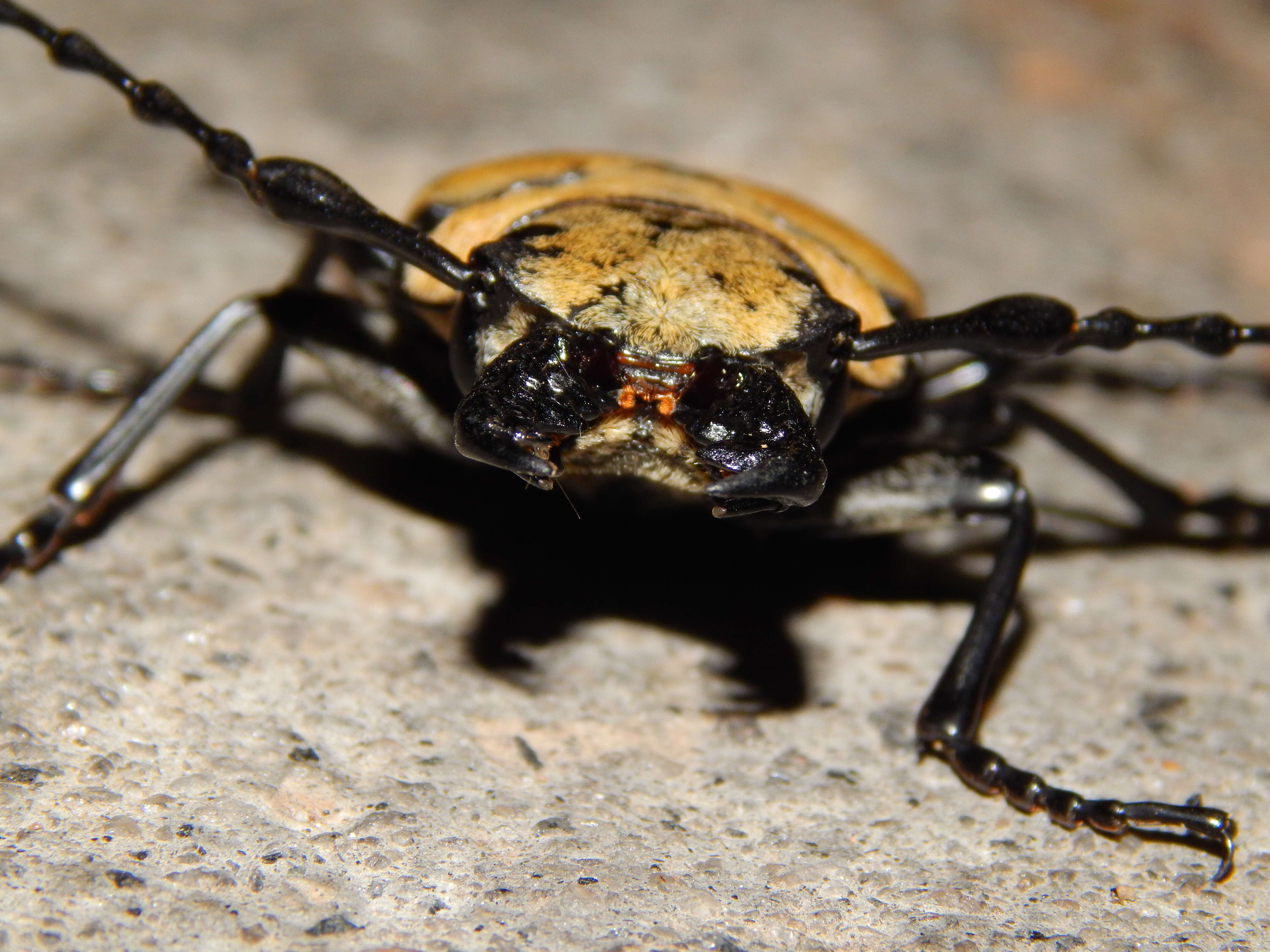 صورة Trictenotoma grayi Smith 1851