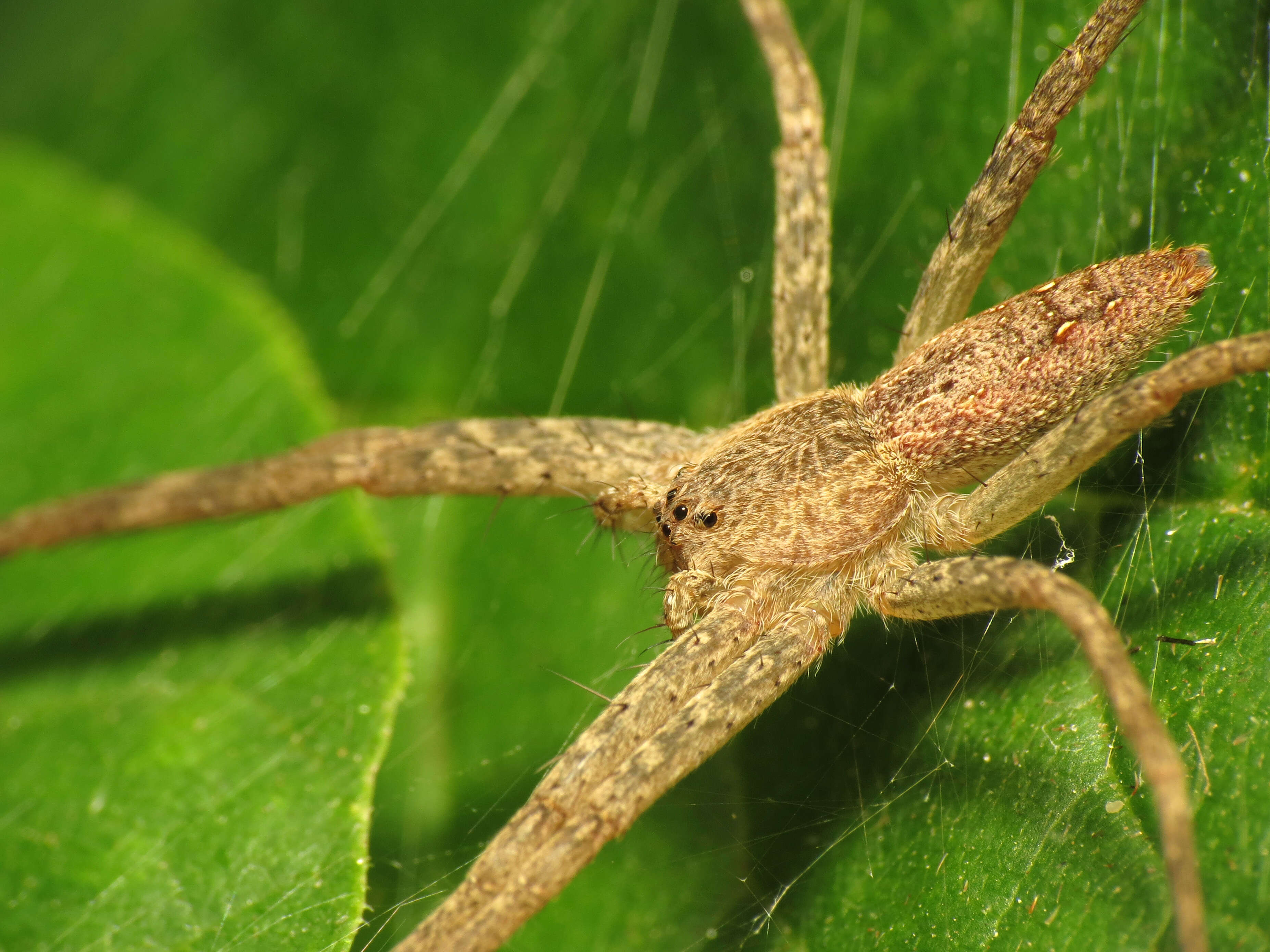 Image of Nursery Web Spider